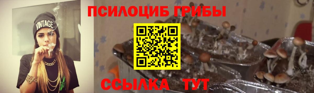 Псилоцибиновые грибы Psilocybine cubensis  Вход с VPN  Камышин 